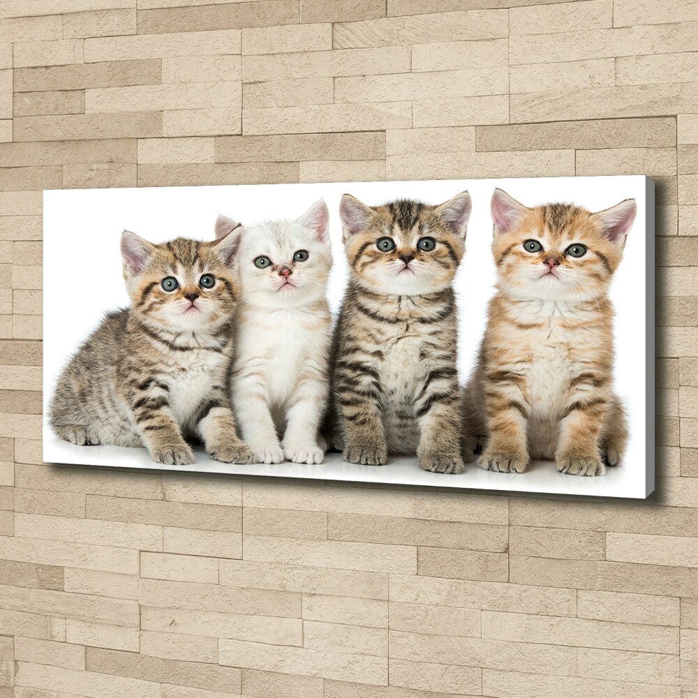 Tableau toile imprimée Petits chats