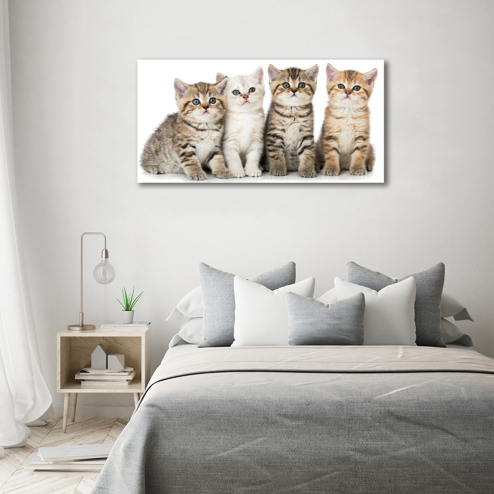 Tableau toile imprimée Petits chats