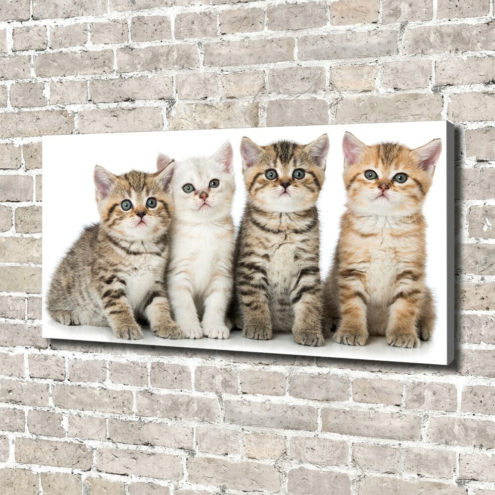 Tableau toile imprimée Petits chats