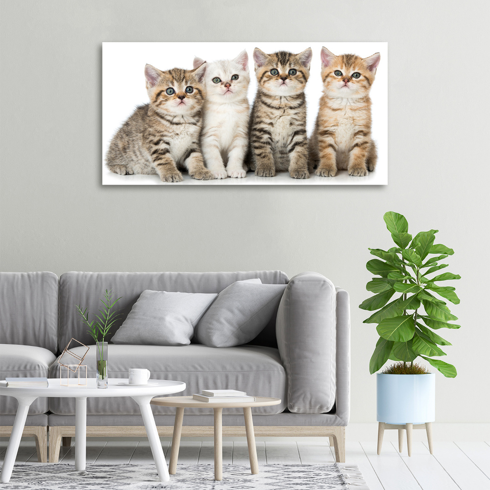 Tableau toile imprimée Petits chats