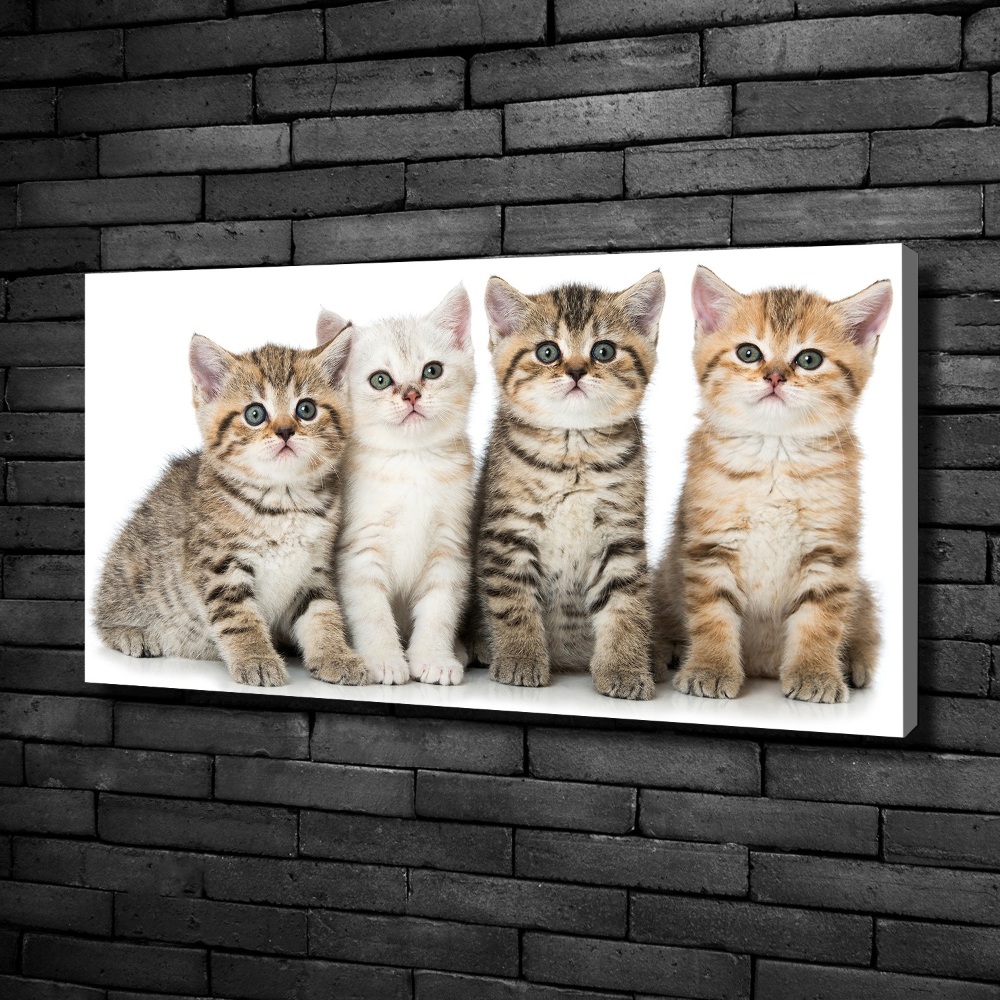 Tableau toile imprimée Petits chats