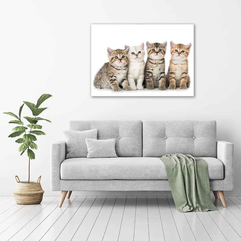 Tableau toile imprimée Petits chats