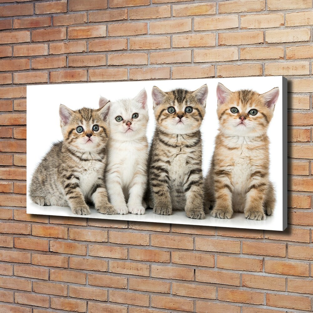 Tableau toile imprimée Petits chats