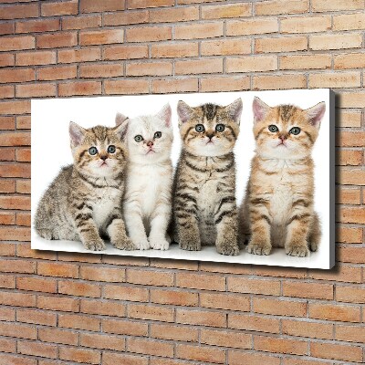 Tableau toile imprimée Petits chats