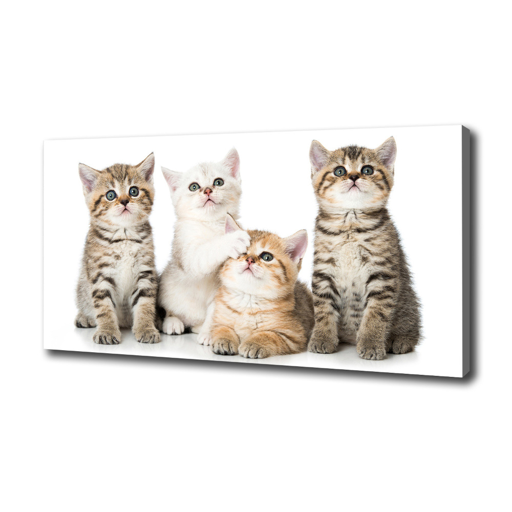 Tableau mural sur toile Petits chats