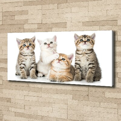 Tableau mural sur toile Petits chats