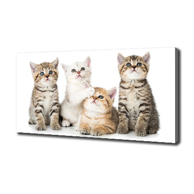 Tableau mural sur toile Petits chats