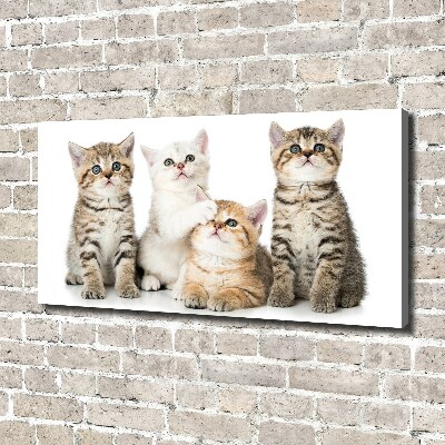 Tableau mural sur toile Petits chats