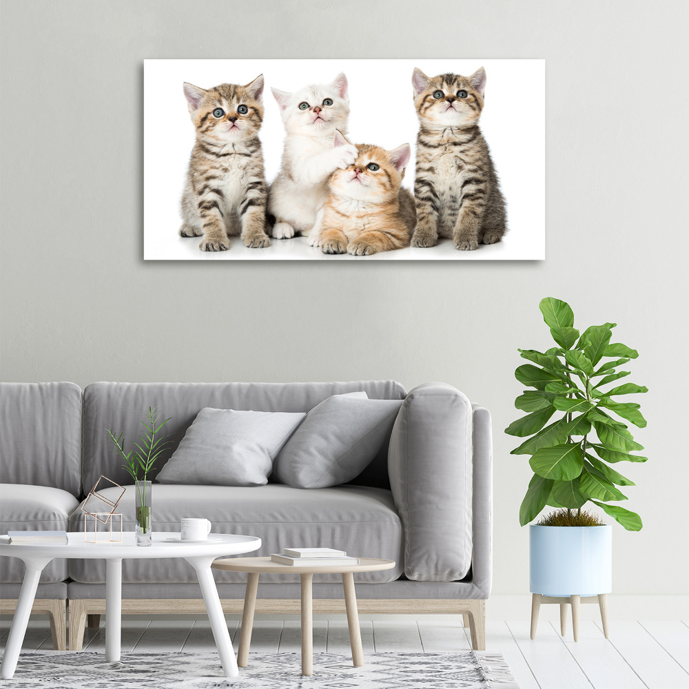 Tableau mural sur toile Petits chats