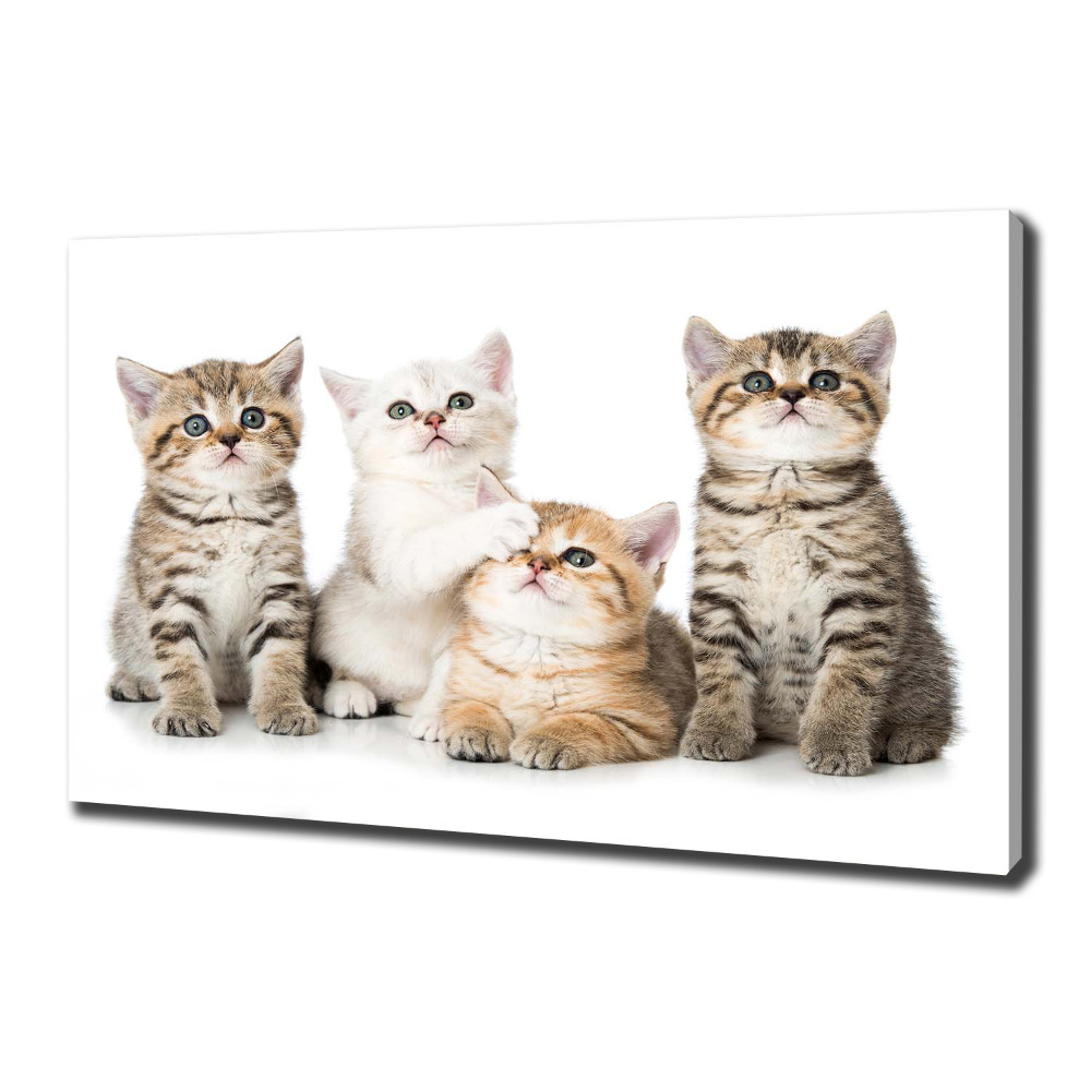 Tableau mural sur toile Petits chats