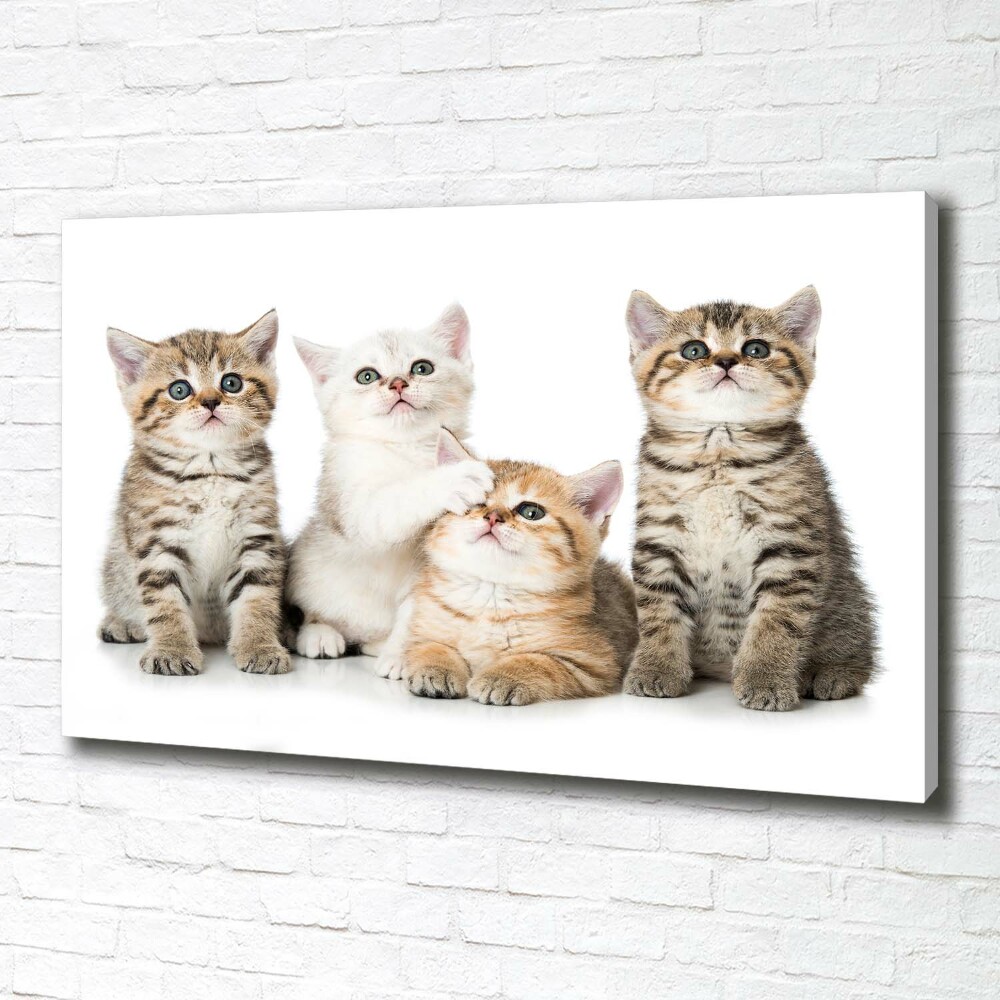 Tableau mural sur toile Petits chats