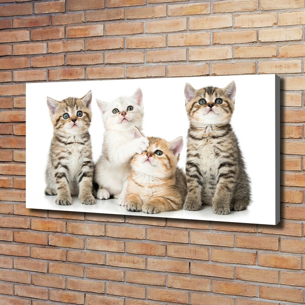 Tableau mural sur toile Petits chats