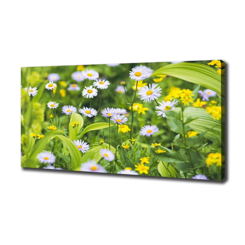 Tableau mural sur toile Marguerites