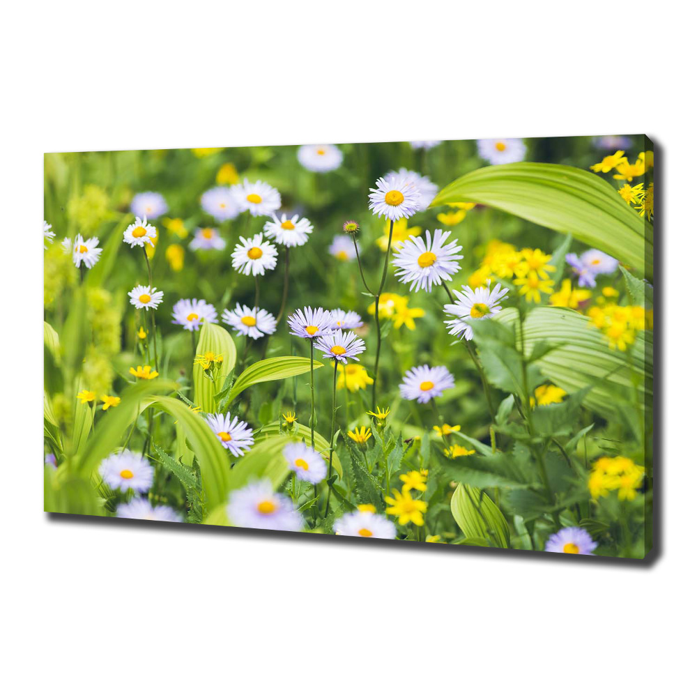 Tableau mural sur toile Marguerites