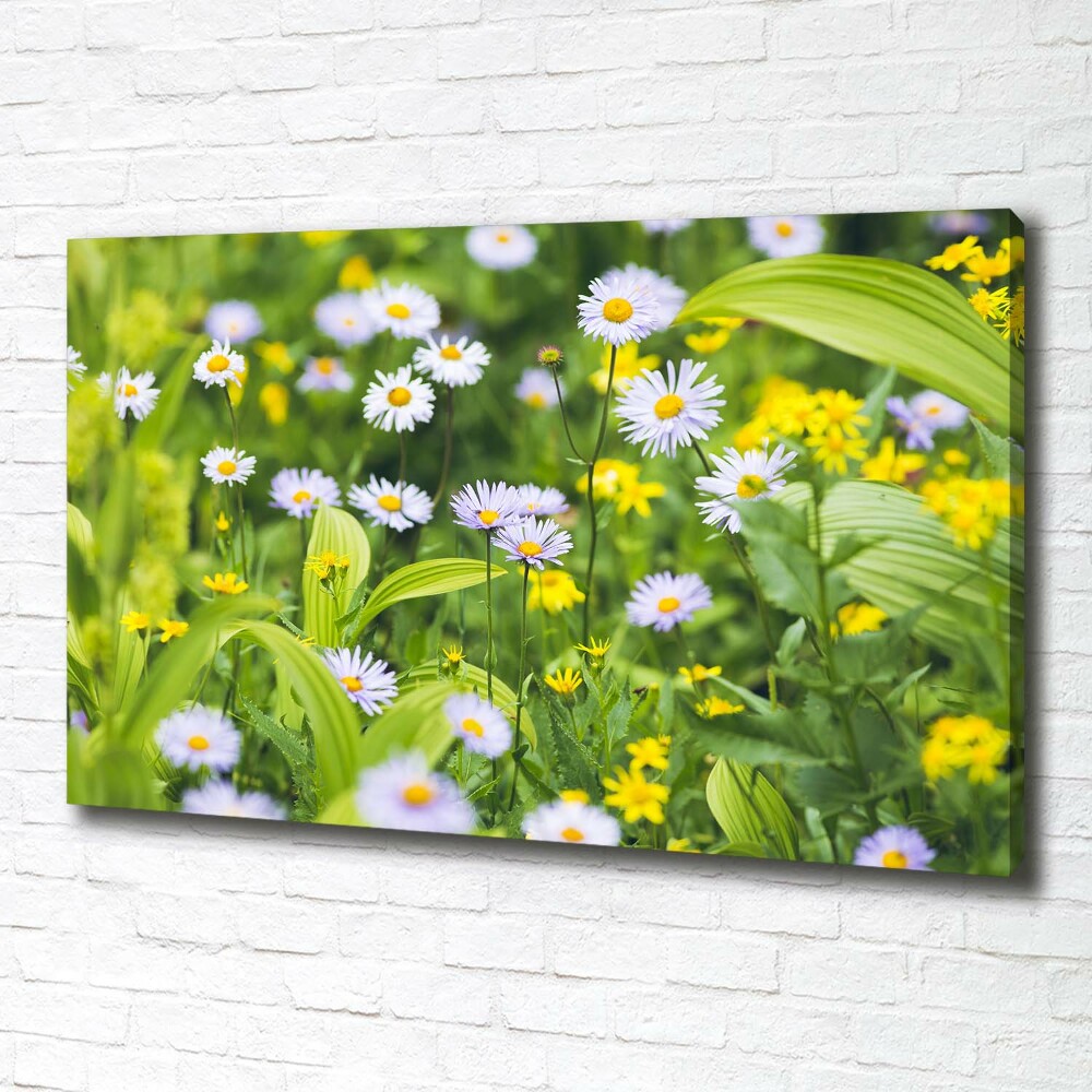 Tableau mural sur toile Marguerites