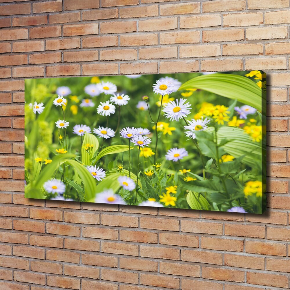 Tableau mural sur toile Marguerites