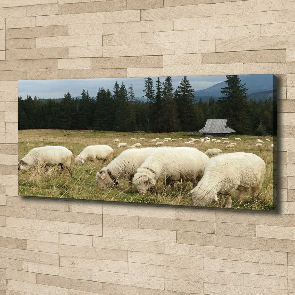 Tableau mural sur toile Moutons au pâturage