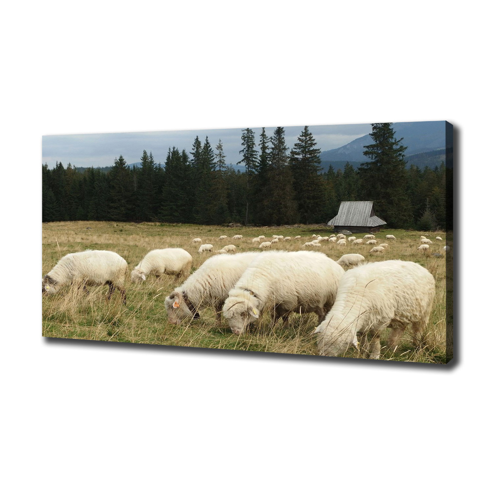 Tableau mural sur toile Moutons au pâturage