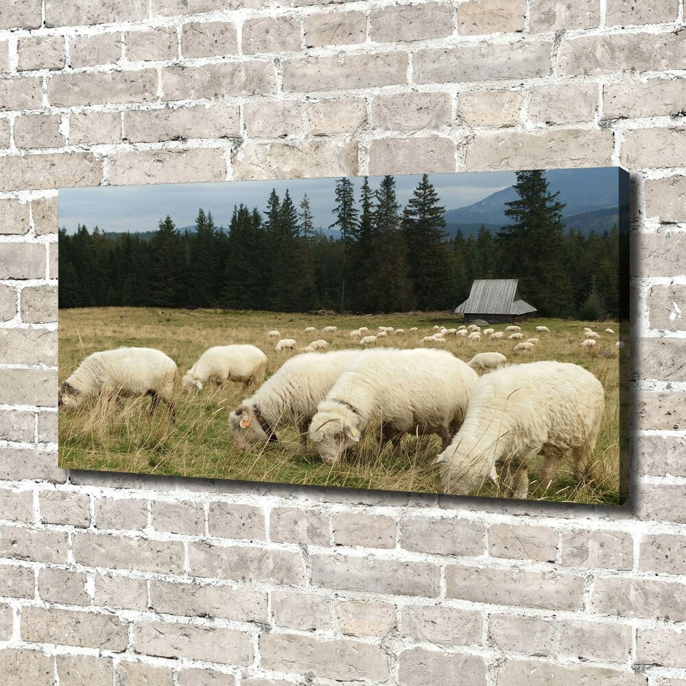 Tableau mural sur toile Moutons au pâturage