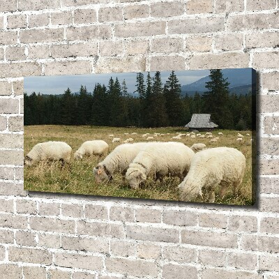 Tableau mural sur toile Moutons au pâturage