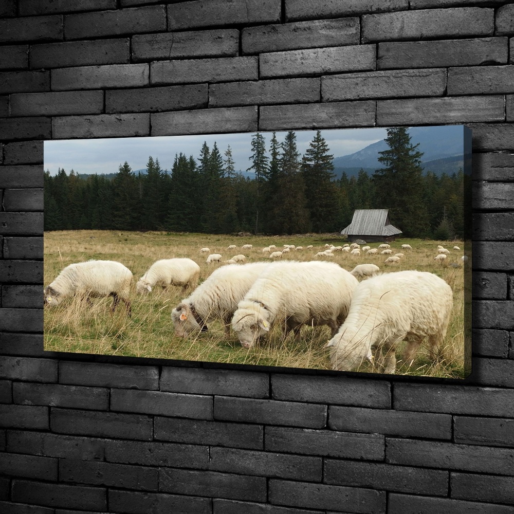 Tableau mural sur toile Moutons au pâturage