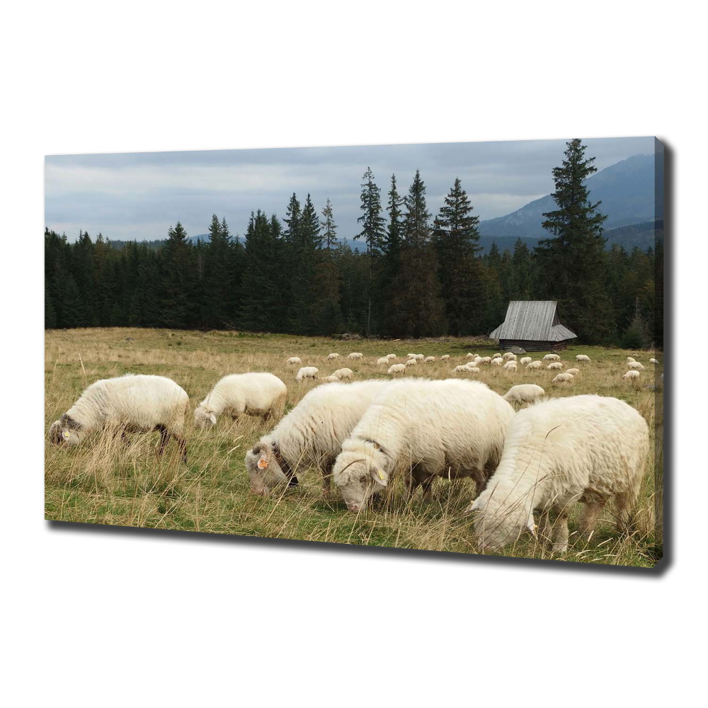 Tableau mural sur toile Moutons au pâturage