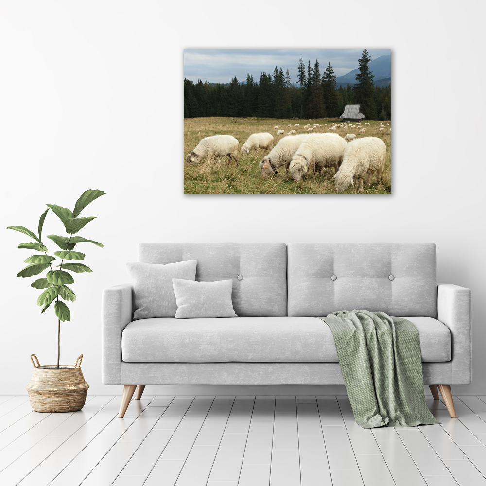 Tableau mural sur toile Moutons au pâturage