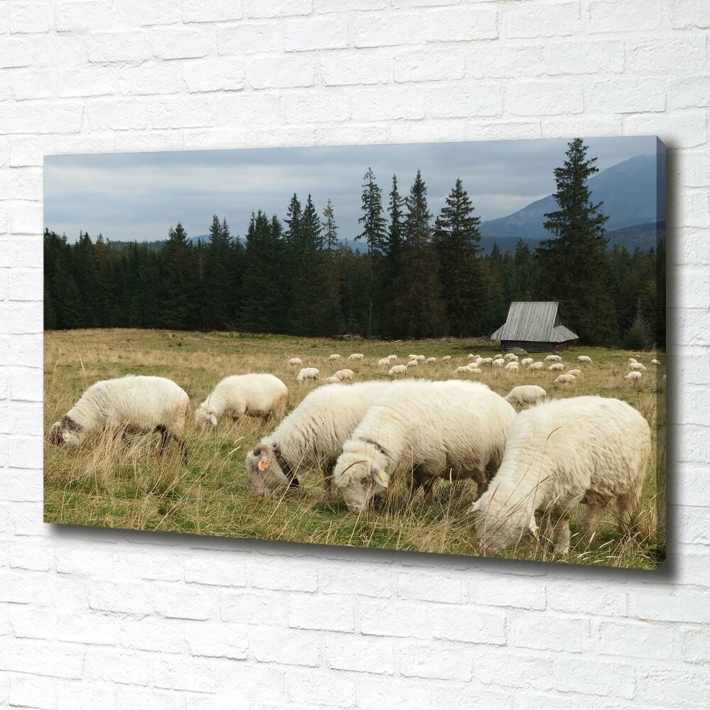 Tableau mural sur toile Moutons au pâturage