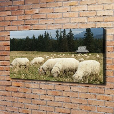 Tableau mural sur toile Moutons au pâturage