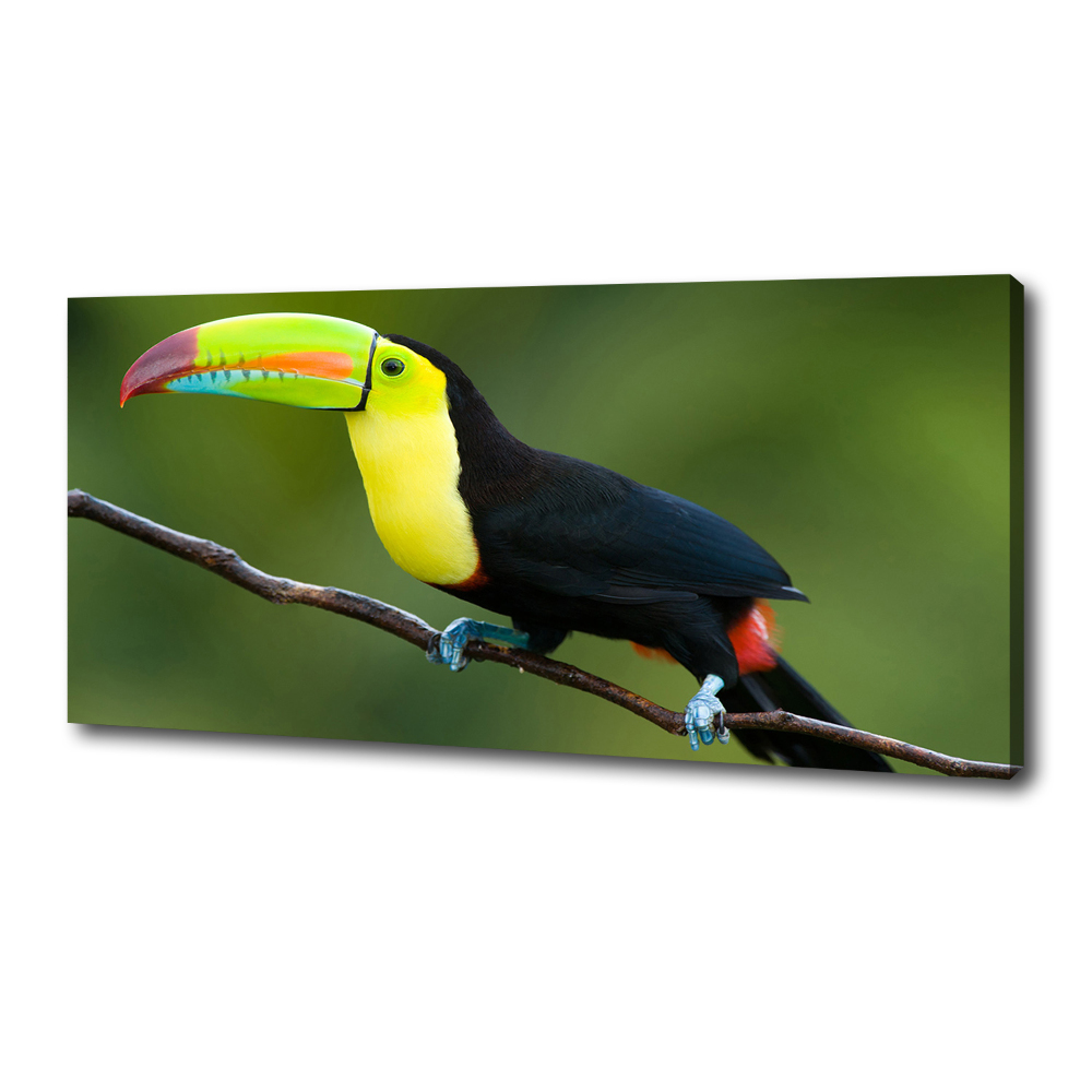 Tableau imprimé sur toile Toucan