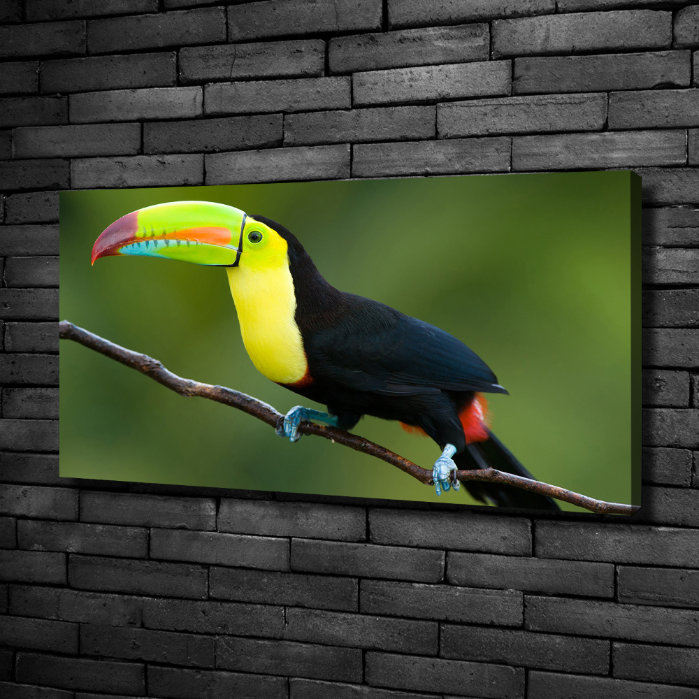 Tableau imprimé sur toile Toucan