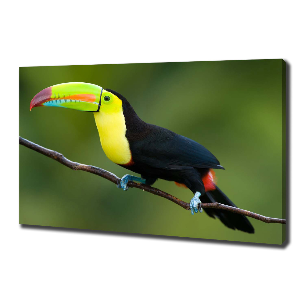 Tableau imprimé sur toile Toucan