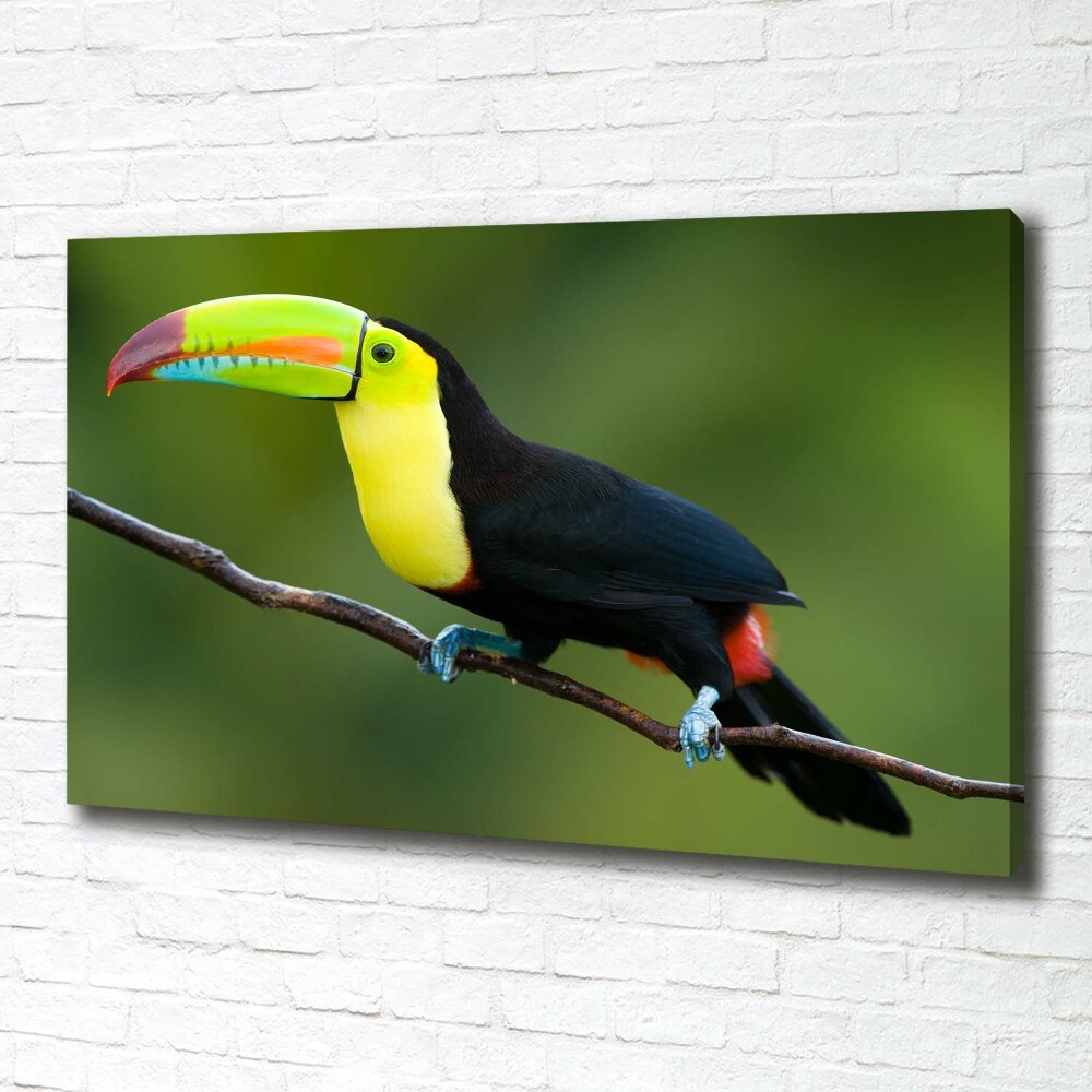 Tableau imprimé sur toile Toucan