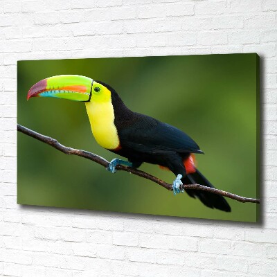 Tableau imprimé sur toile Toucan