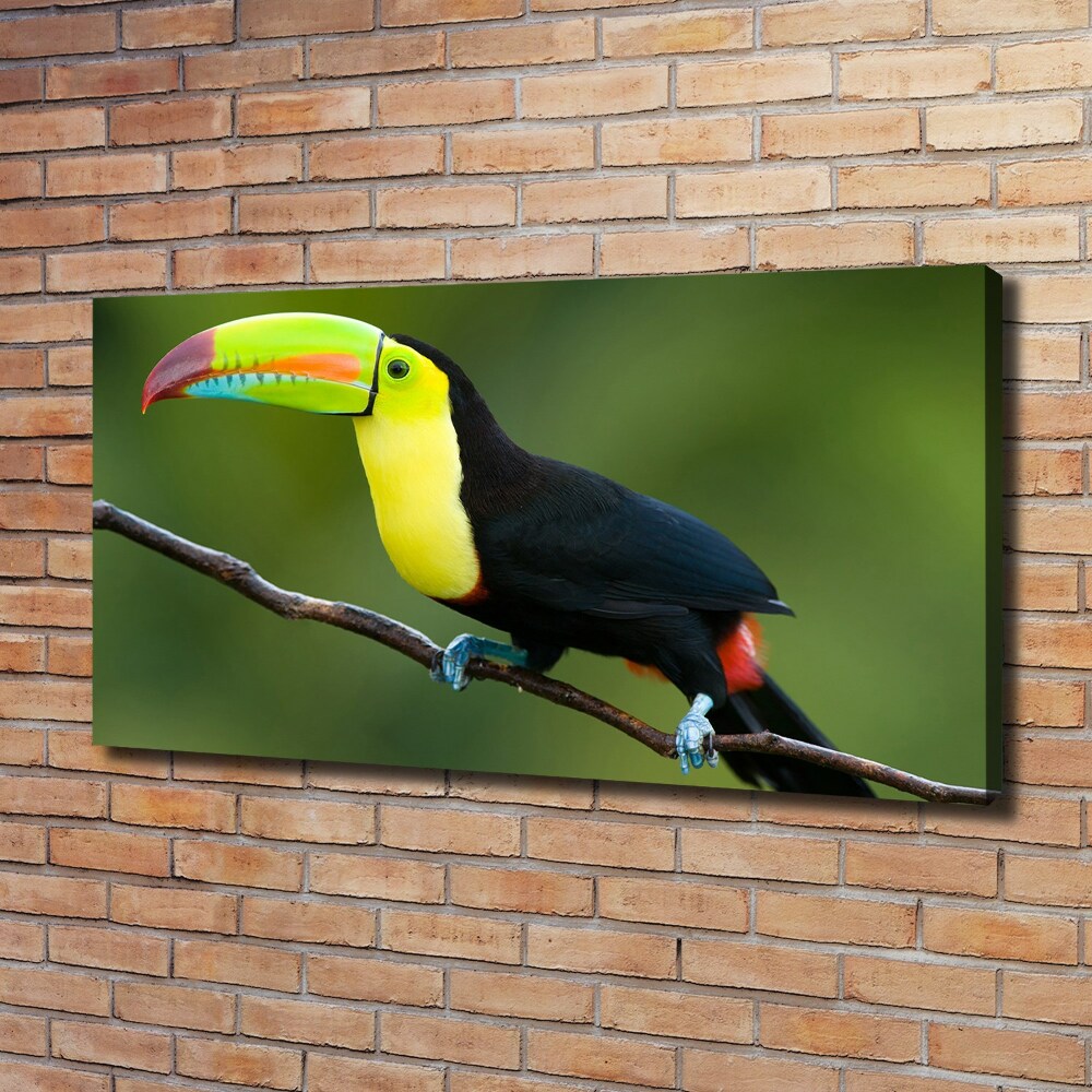 Tableau imprimé sur toile Toucan