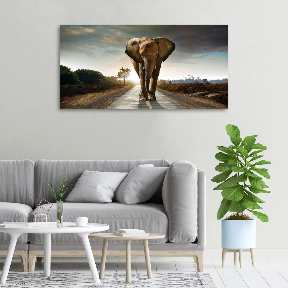 Tableau photo sur toile Éléphant qui marche