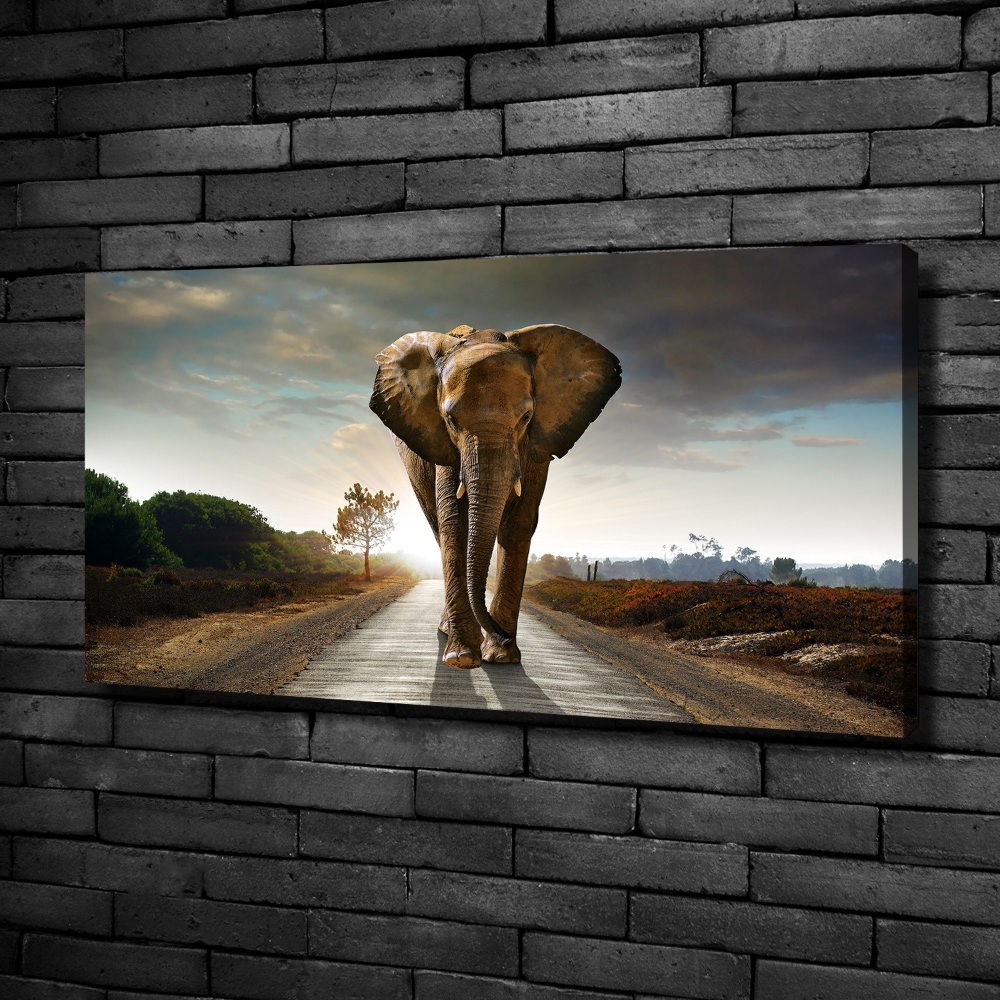 Tableau photo sur toile Éléphant qui marche