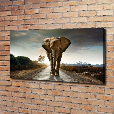 Tableau photo sur toile Éléphant qui marche