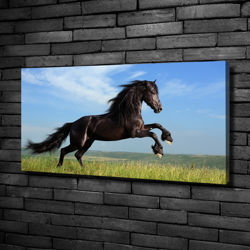 Tableau mural sur toile Cheval noir dans un pré