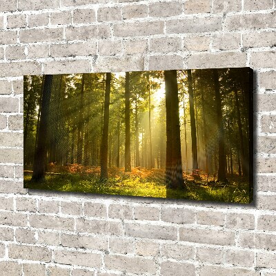 Tableau toile imprimée La forêt sous le soleil