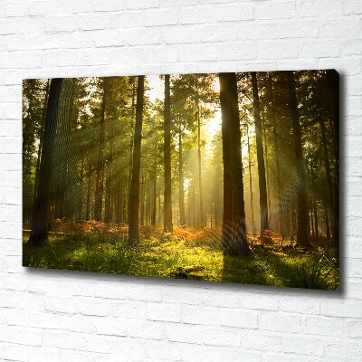 Tableau toile imprimée La forêt sous le soleil