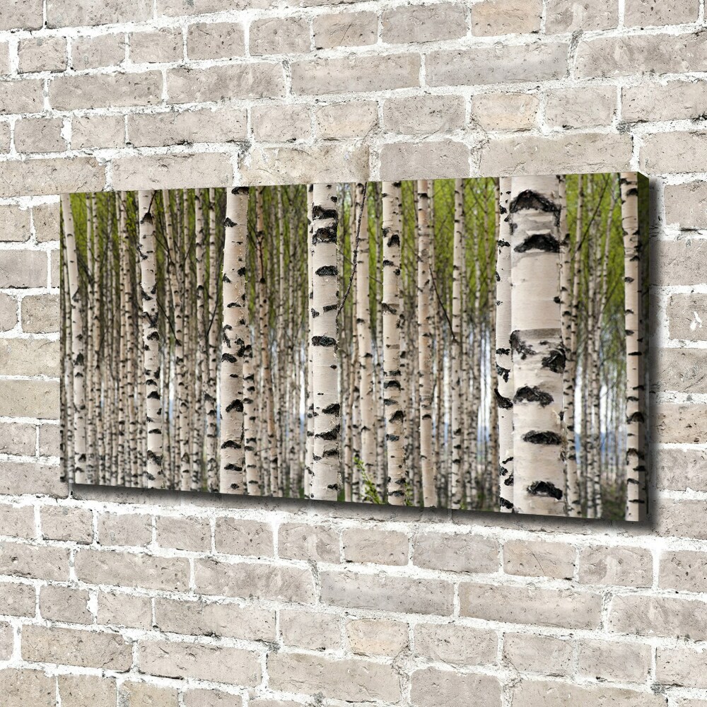 Tableau photo sur toile Forêt de bouleaux