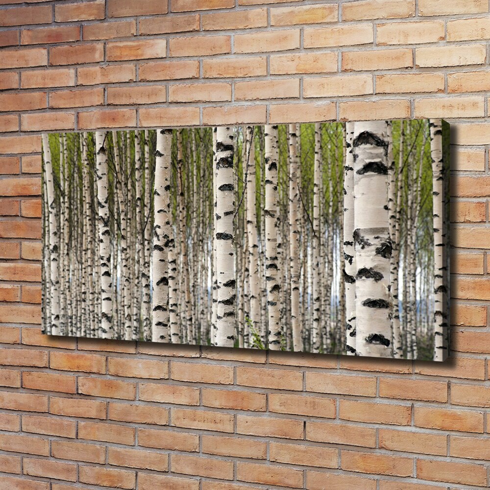 Tableau photo sur toile Forêt de bouleaux