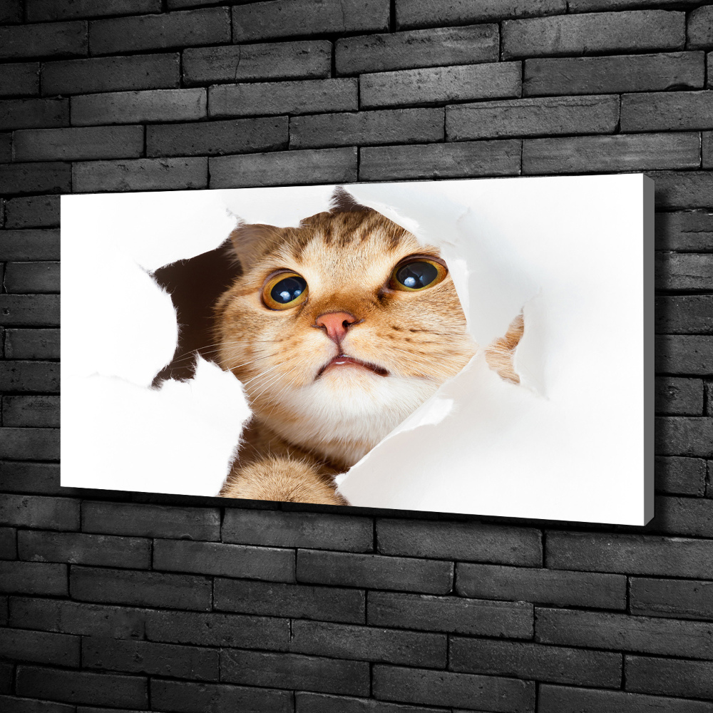 Tableau mural sur toile Chat dans un trou