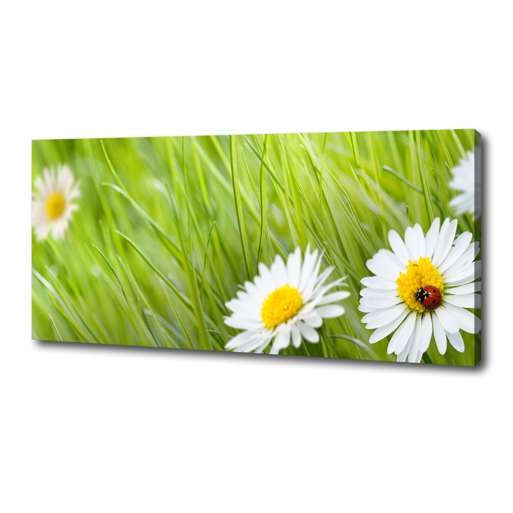 Tableau photo sur toile Marguerites fleurs