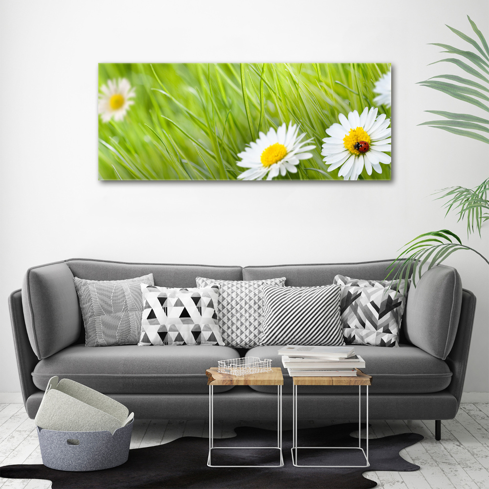 Tableau photo sur toile Marguerites fleurs