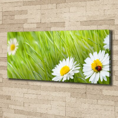 Tableau photo sur toile Marguerites fleurs