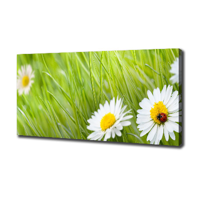 Tableau photo sur toile Marguerites fleurs