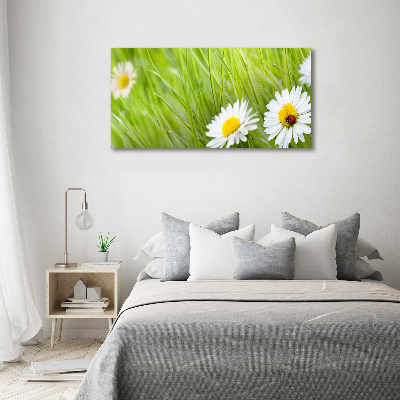 Tableau photo sur toile Marguerites fleurs