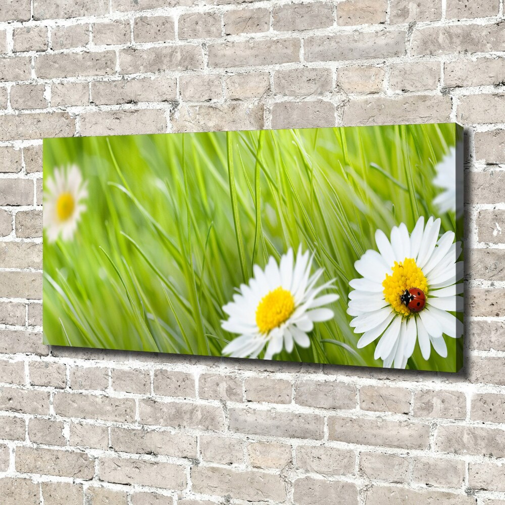 Tableau photo sur toile Marguerites fleurs